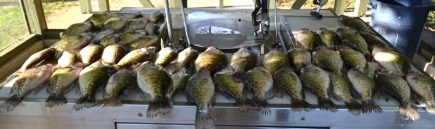 These 40 crappie were among the ones caught this weekend that went to the crappie.com fish fry!